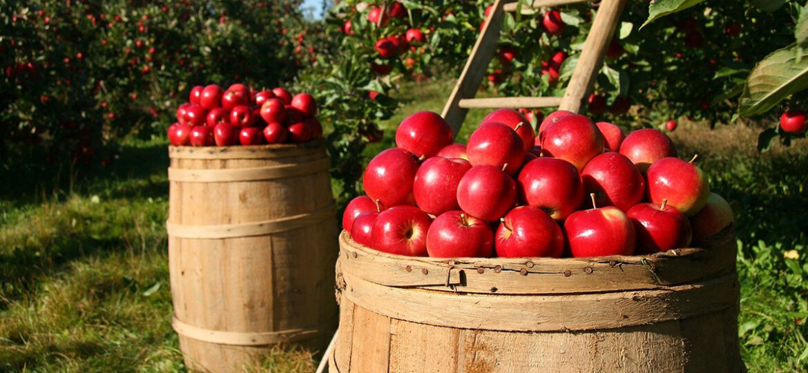 harvest