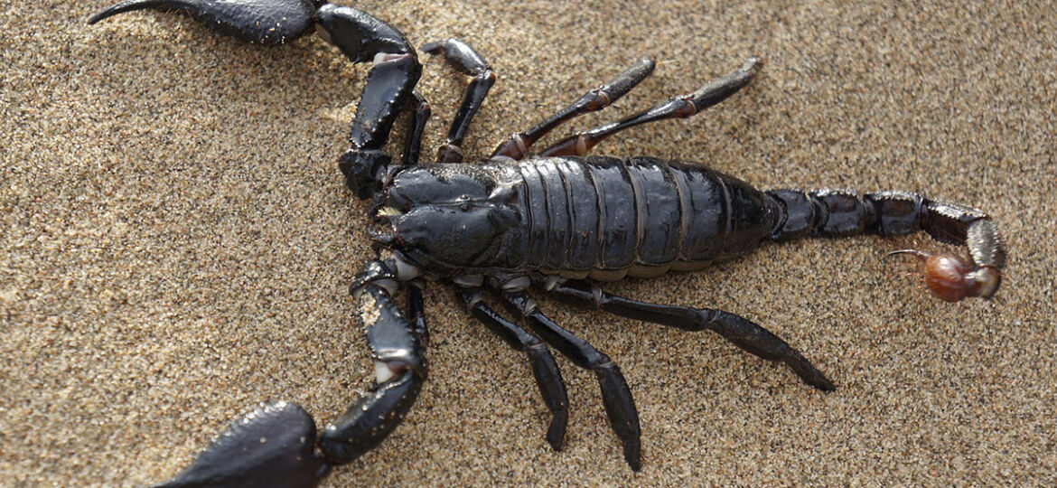 scorpion