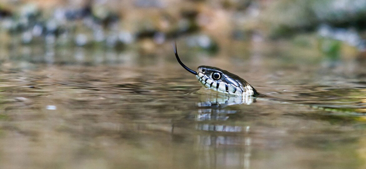 serpent