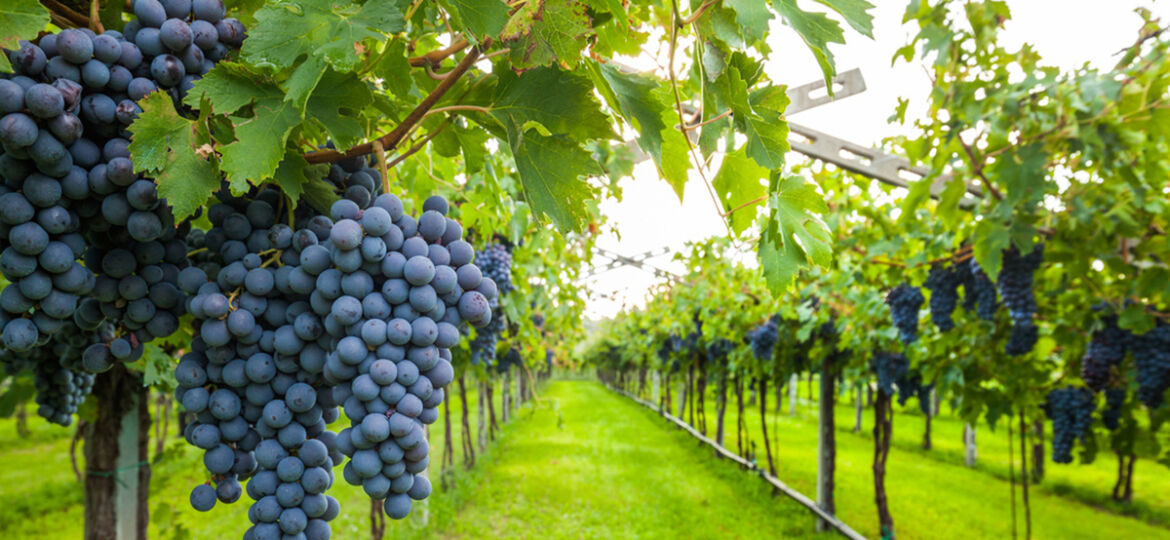 vineyard