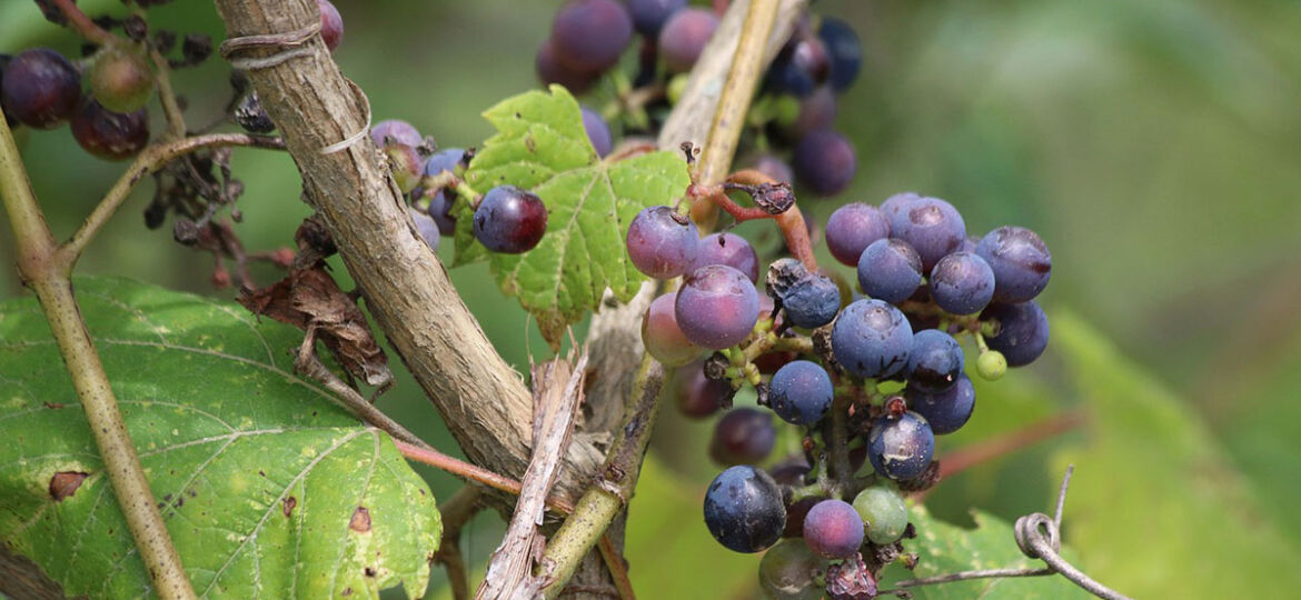 wild vine